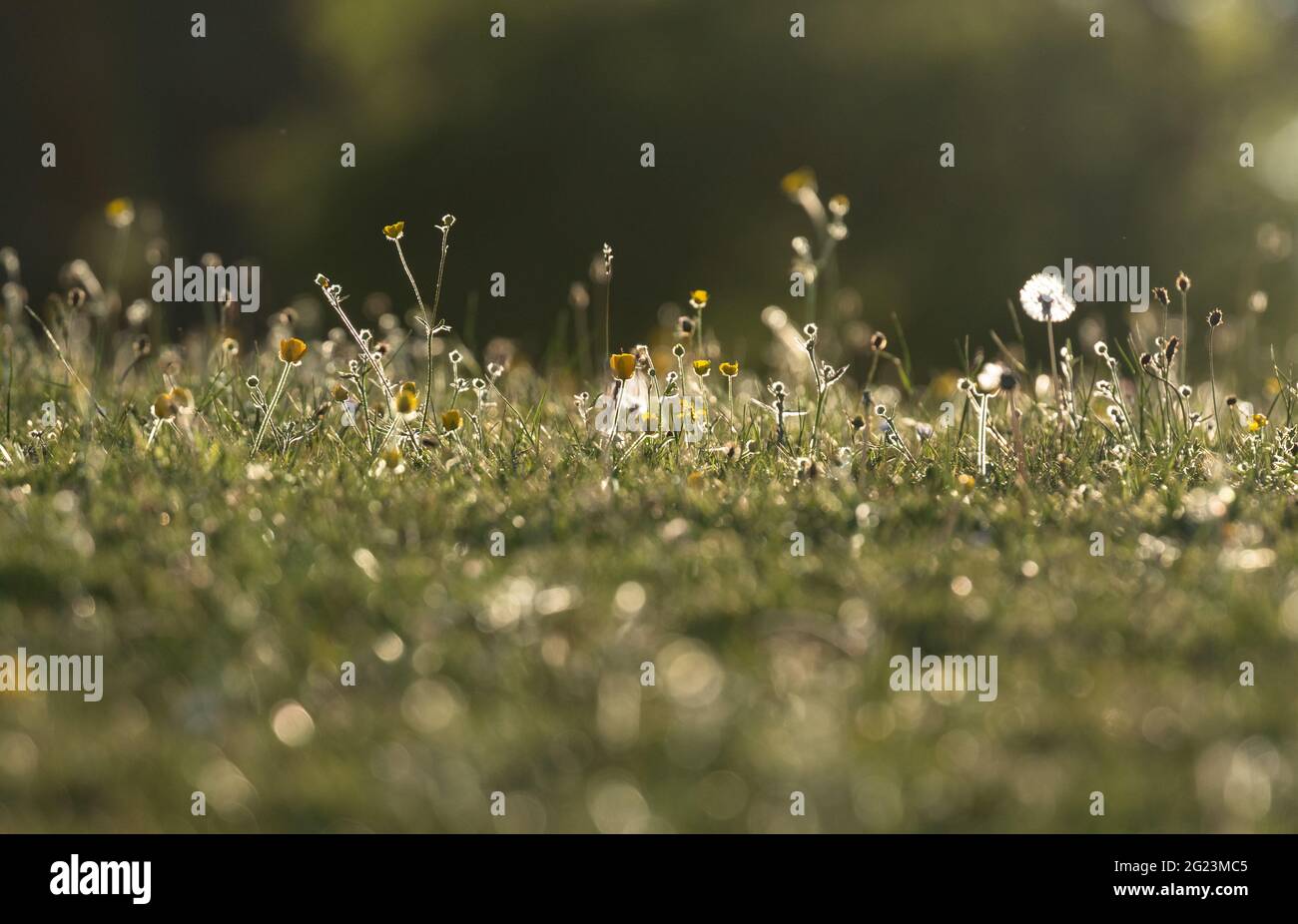 Dewy grass, buttercups and dandelion seedheads with a bokeh background. Stock Photo