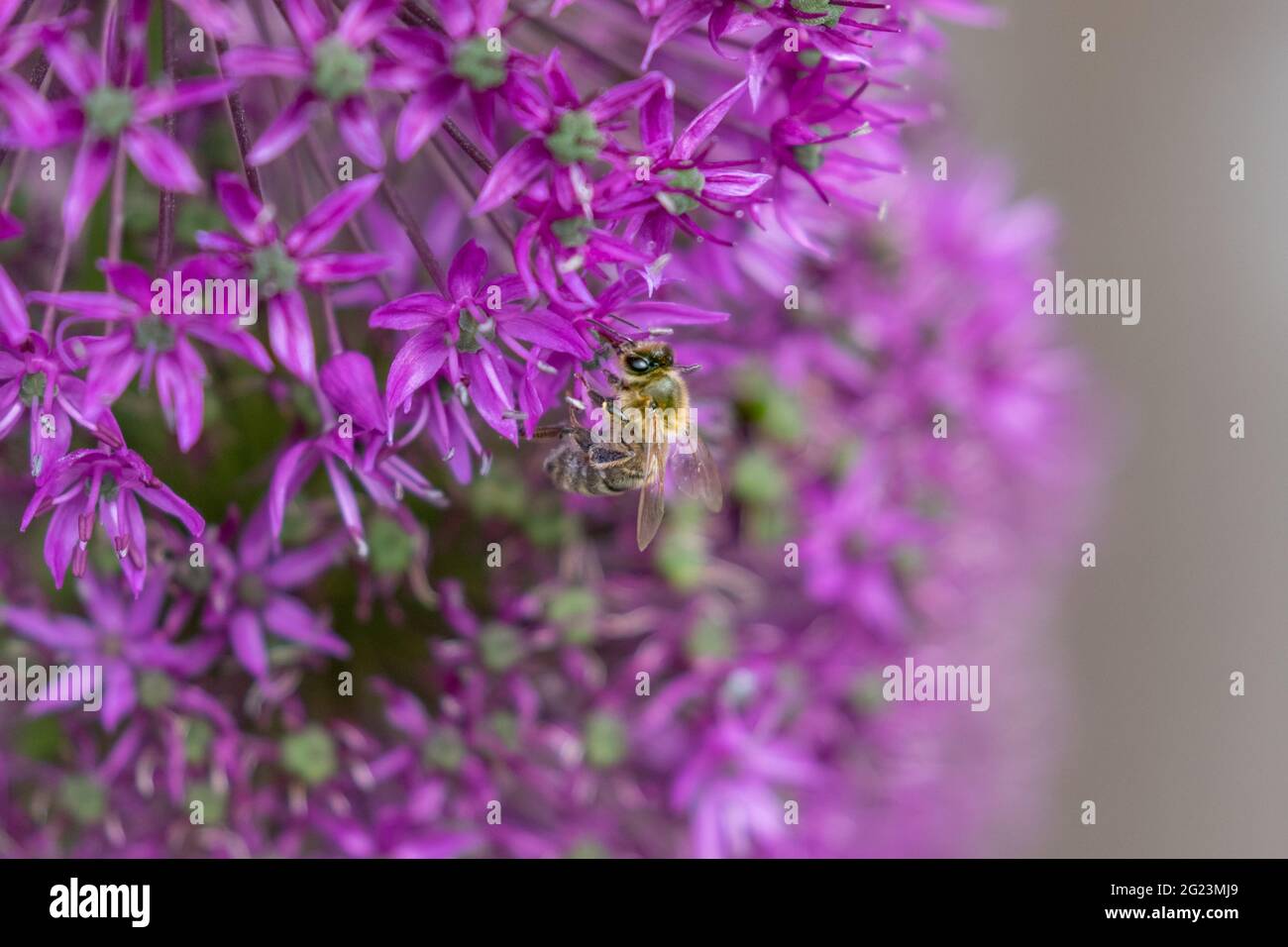 A honey bee collecting pollen from an allium (ornamental onion) flower. Stock Photo