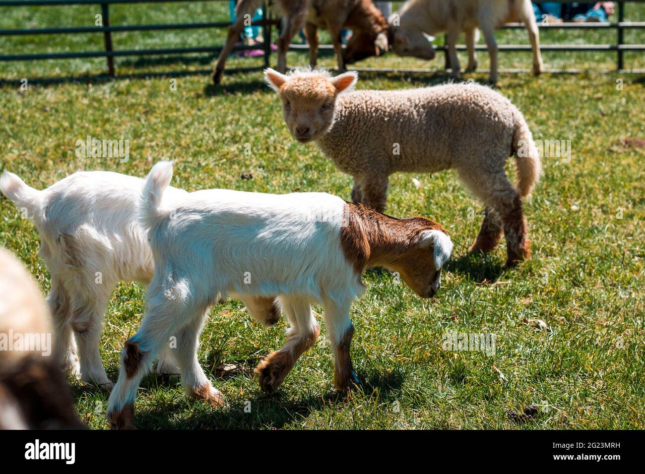 Goats and a lamb walking around a pen Stock Photo - Alamy