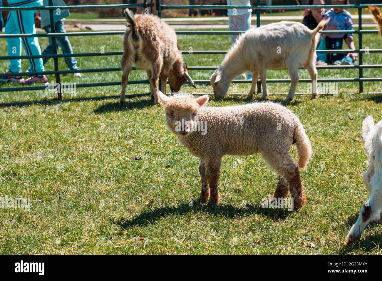 Lamb standing in a pen Stock Photo - Alamy