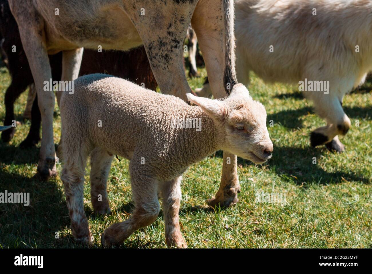 Lamb walking around a petting zoo Stock Photo - Alamy