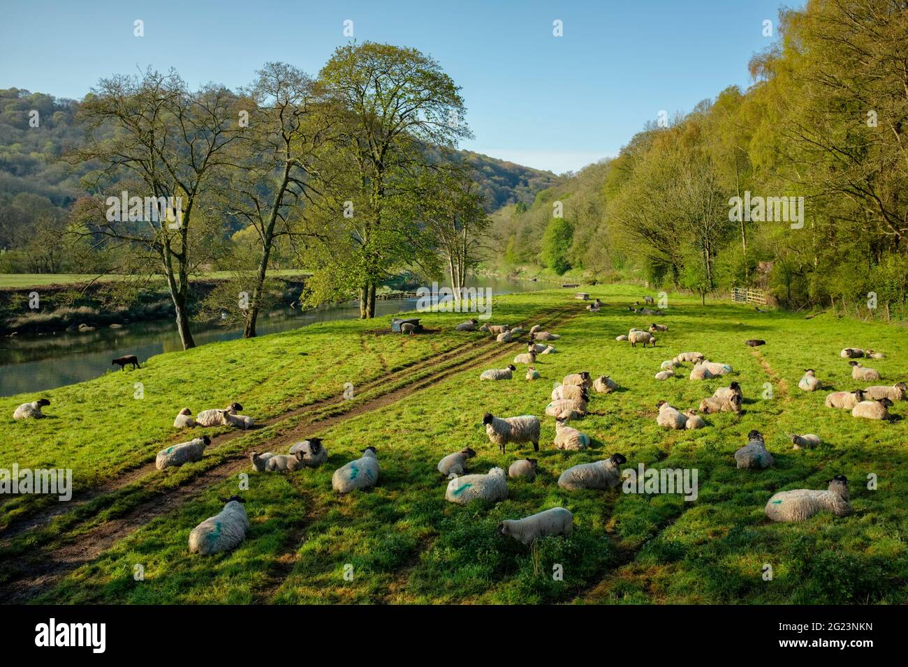 Sheep alonside the river Wye at Bigsweir. Stock Photo