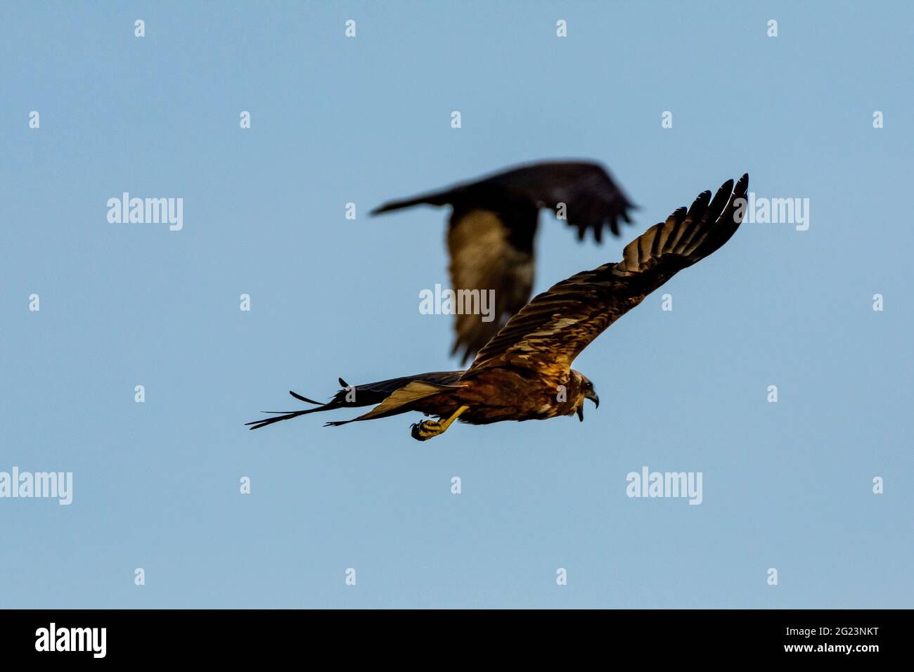 pair of danube falcon in flight Stock Photo - Alamy