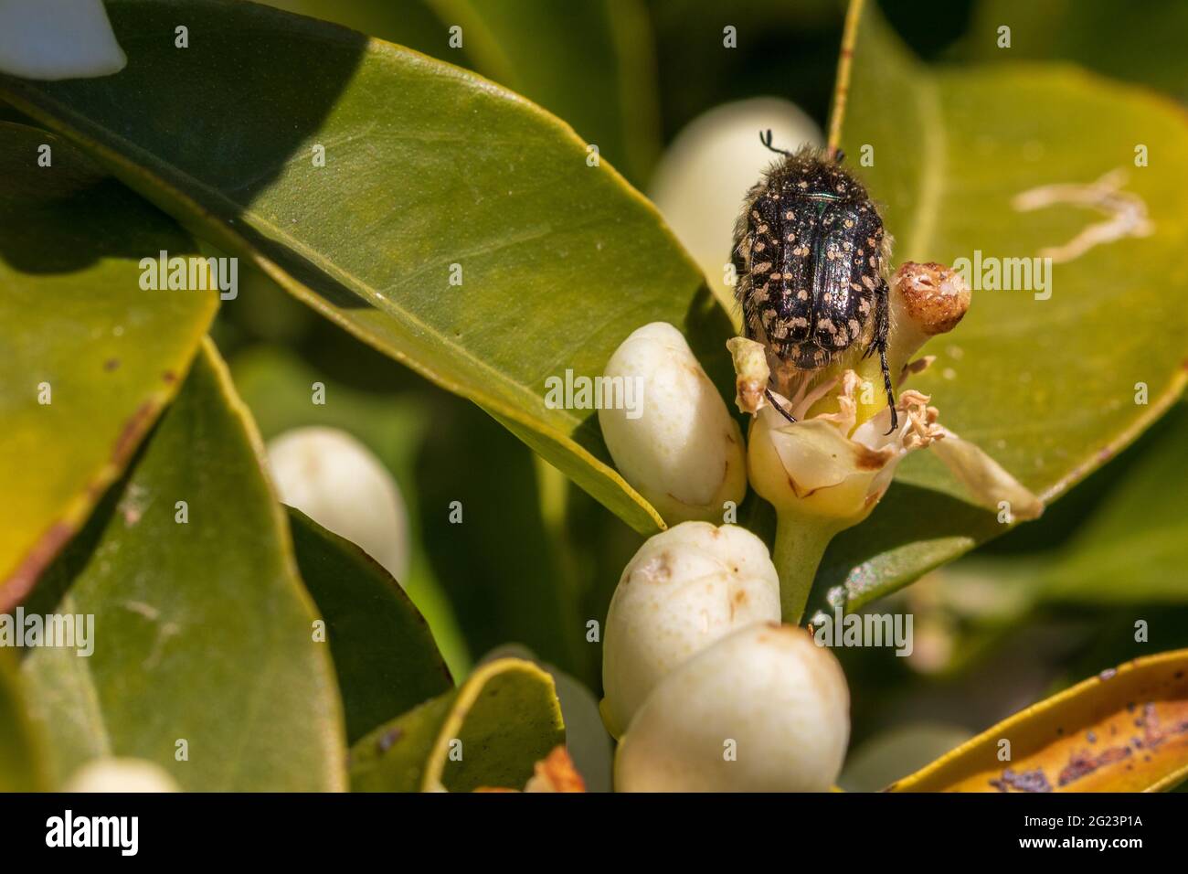 Oxythyrea funesta, Mediterranean Spotted Chafer Beetle on the Blossom of a Lemon Tree Stock Photo
