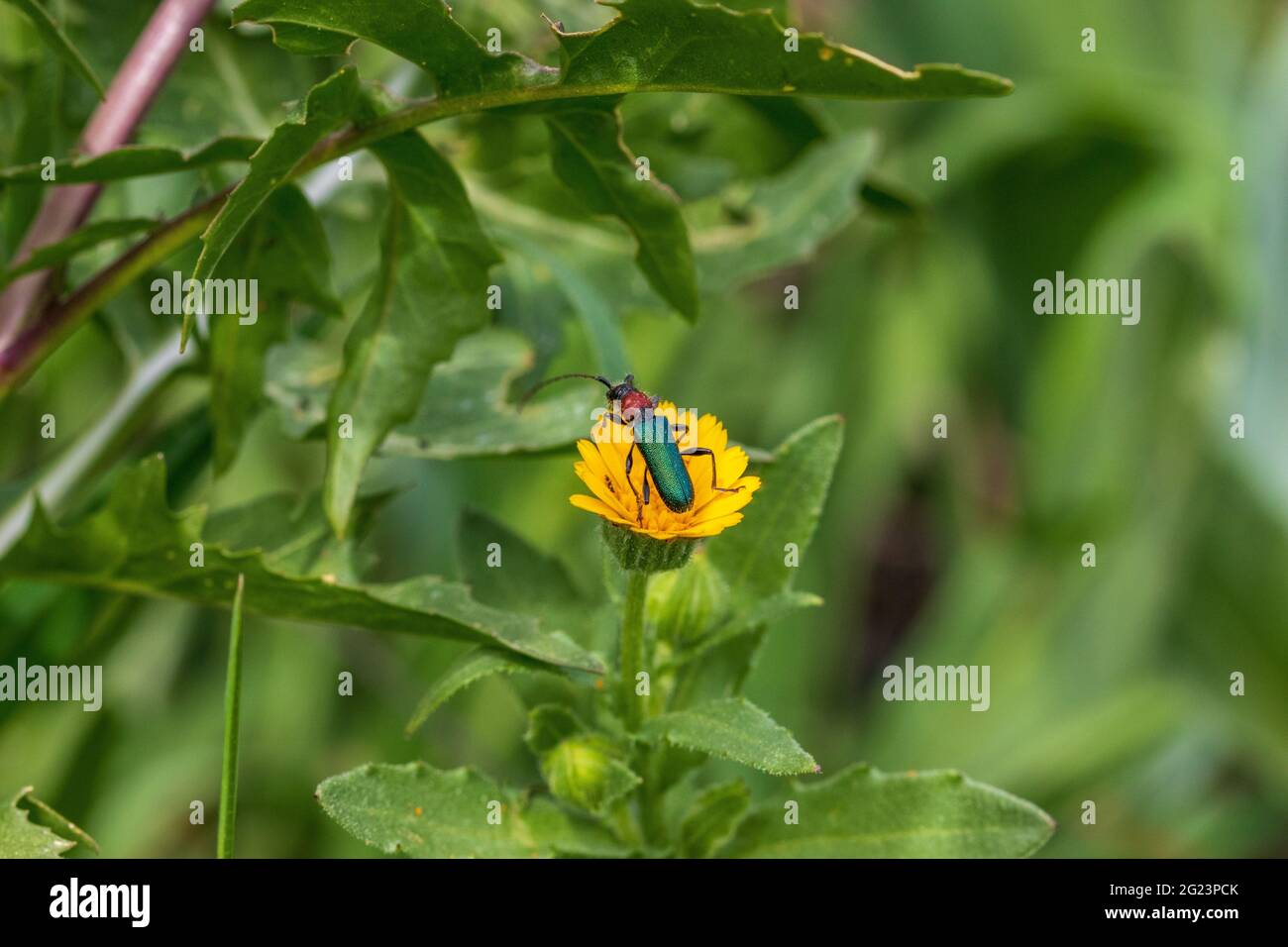 Cartallum ebulinum, Longhorn Beetle on a Yellow Wild Flower Stock Photo