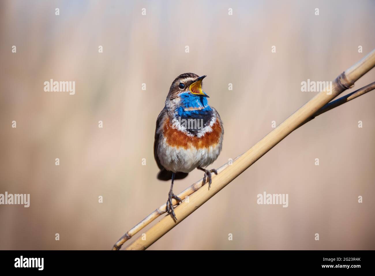 Little bluethroat male songbird in dry reeds on nature background Stock Photo
