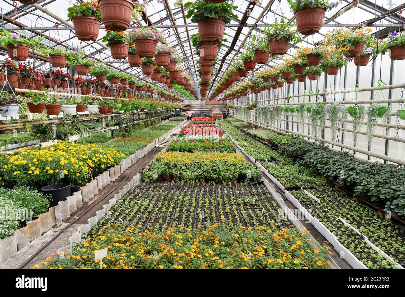 Flowers inside garden greenhouse. Spring in hothouse with rows of ...