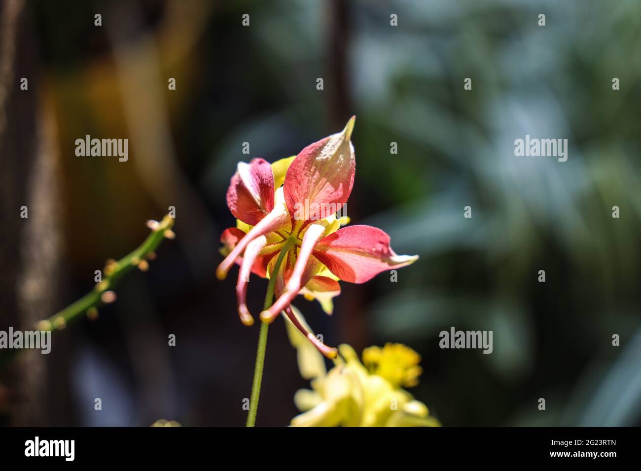 A columbine also known as the Yellow Queen and Granny’s Bonnet, seen from behind the plant. Stock Photo