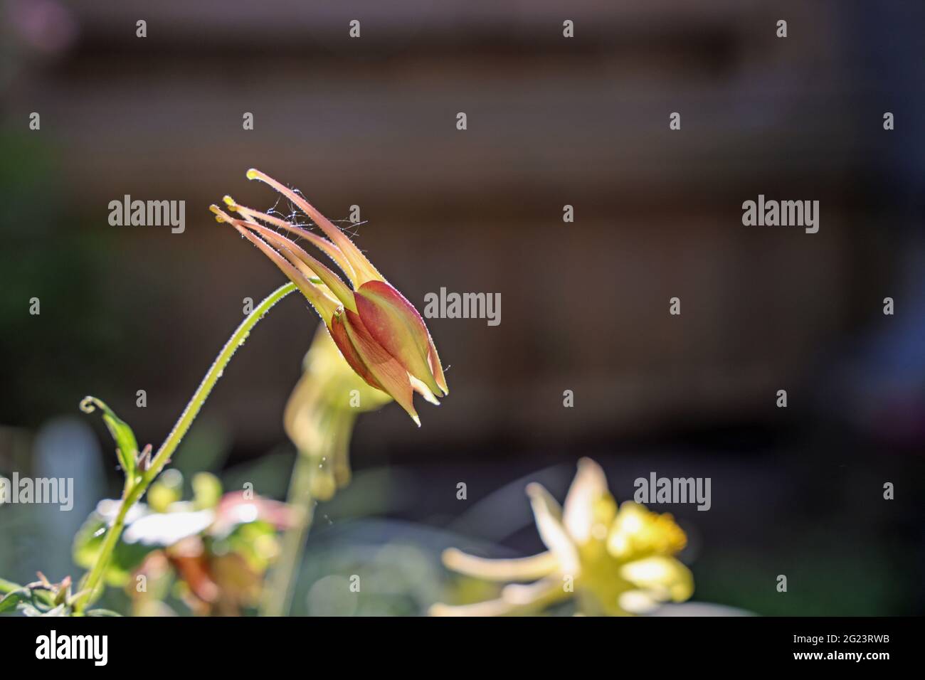 A columbine also known as the Yellow Queen and Granny’s Bonnet, A closed specimen being visited by a grren fly pest. Stock Photo