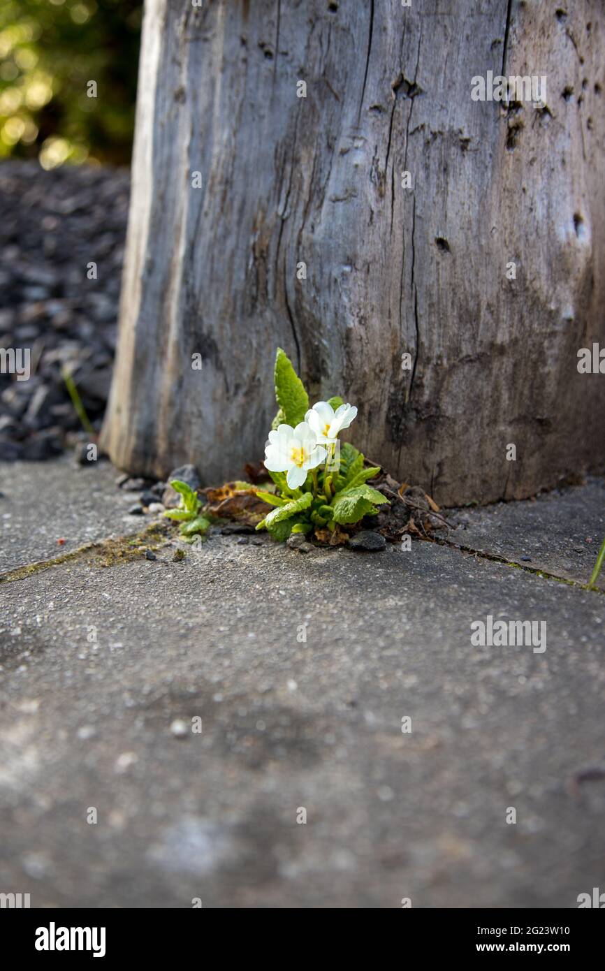 Lonely trunk hi-res stock photography and images - Alamy