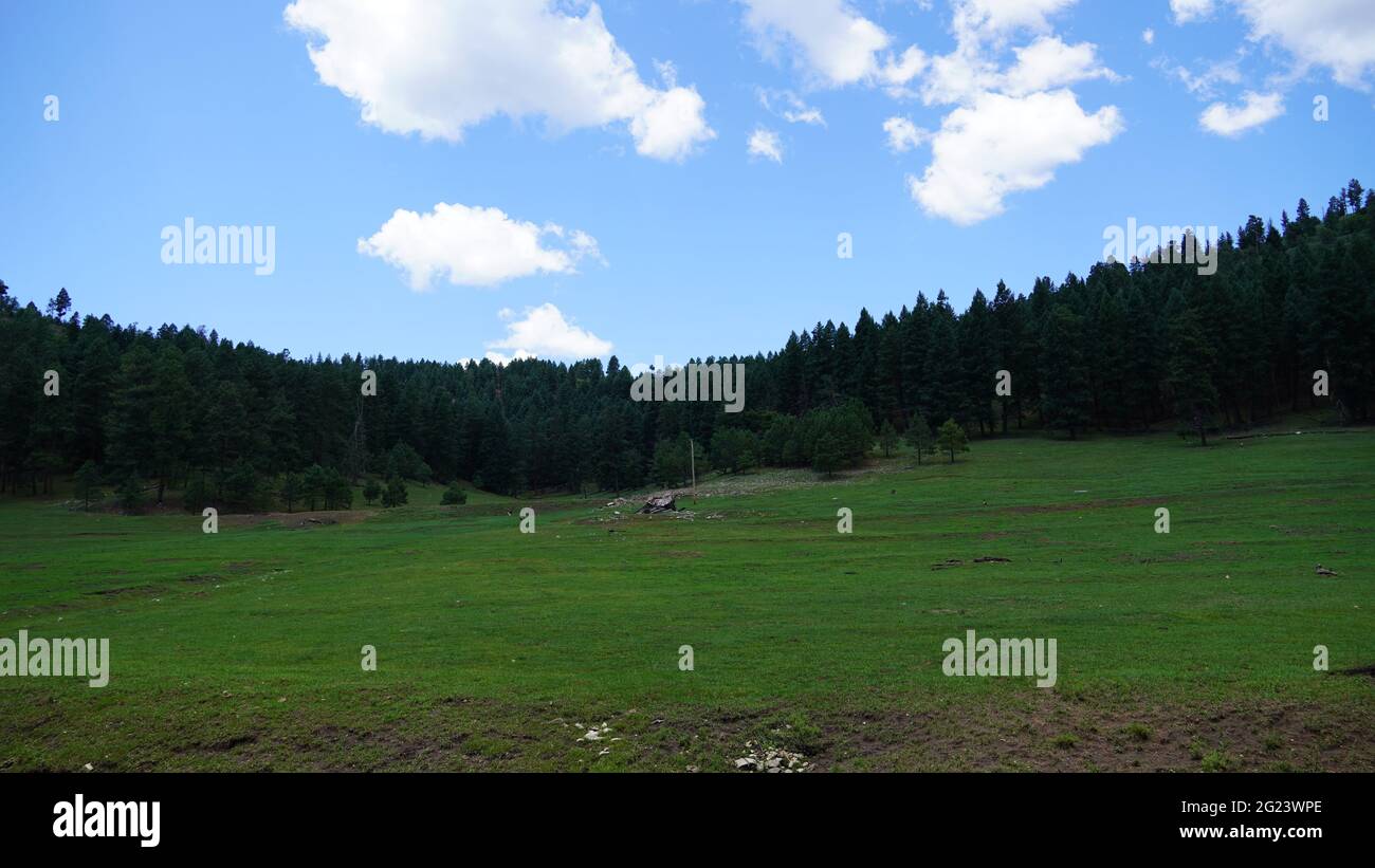 House in forest hi-res stock photography and images - Alamy