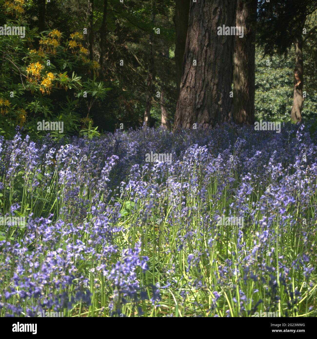 Carpet of Bluebells in Woodland in Capesthorn Hall Grounds Stock Photo