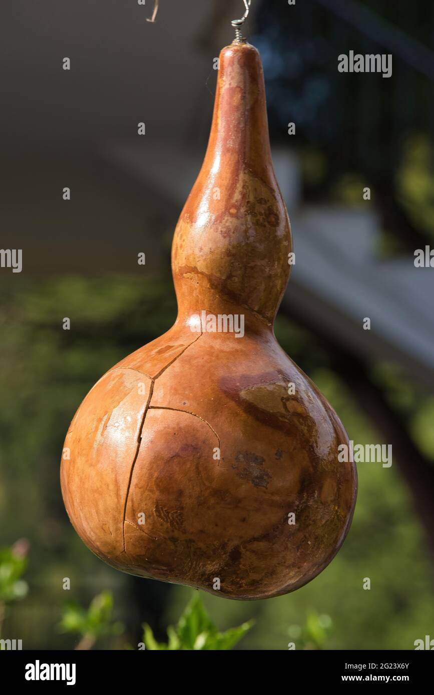 traditional decorative zucchini, water pumpkins, Greek island Stock Photo Alamy