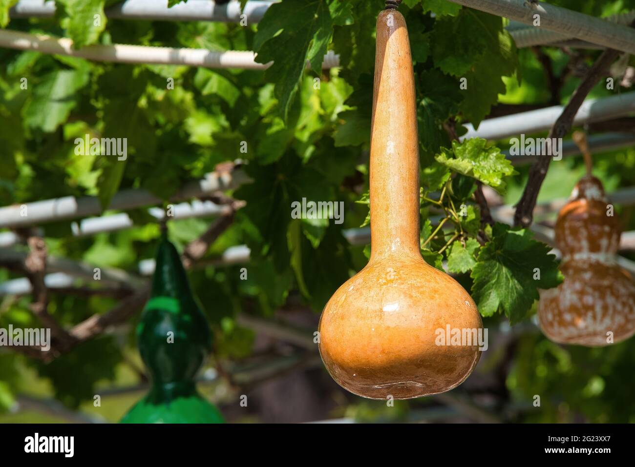 traditional decorative zucchini, water pumpkins, Greek island Stock Photo Alamy
