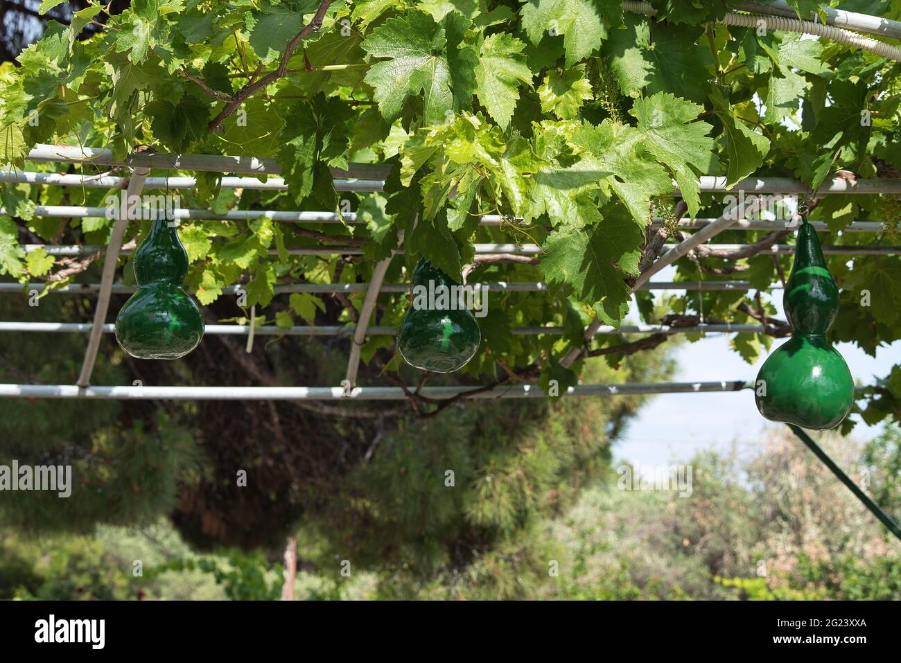 traditional decorative zucchini, water pumpkins, Greek island Stock Photo Alamy