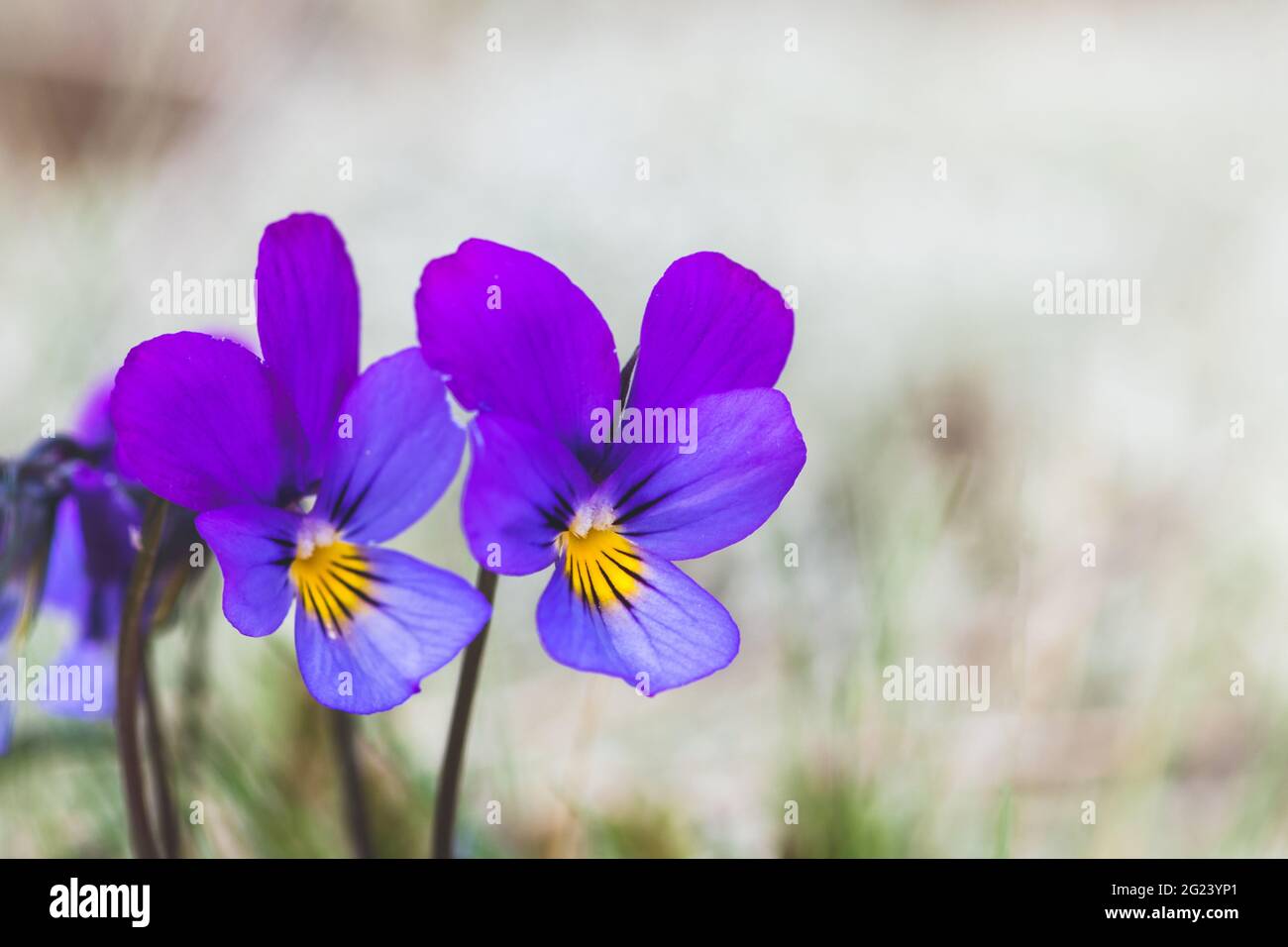 Flowers of Viola tricolor among white moss in the sand, close up. Wild pansy, Johnny Jump up, heartsease, heart's ease, heart's delight, European wild Stock Photo