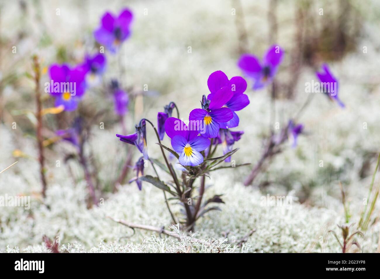 Flowers of Viola tricolor among white moss in the sand, close up. Wild pansy, Johnny Jump up, heartsease, heart's ease, heart's delight, European wild Stock Photo