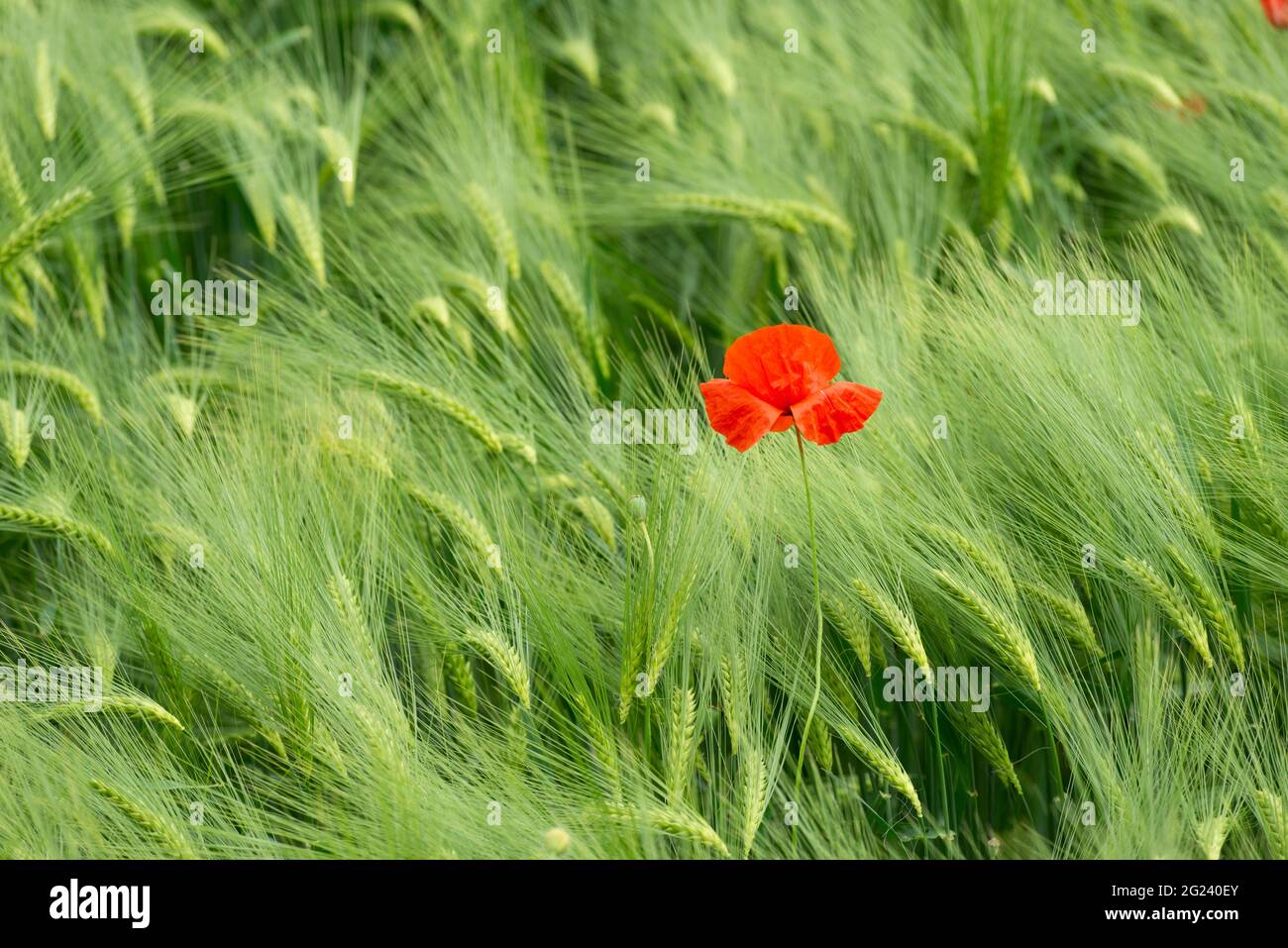 Italy, Lombardy, Countryside near Cremona,  Poppy Flower in The Grain Field Stock Photo