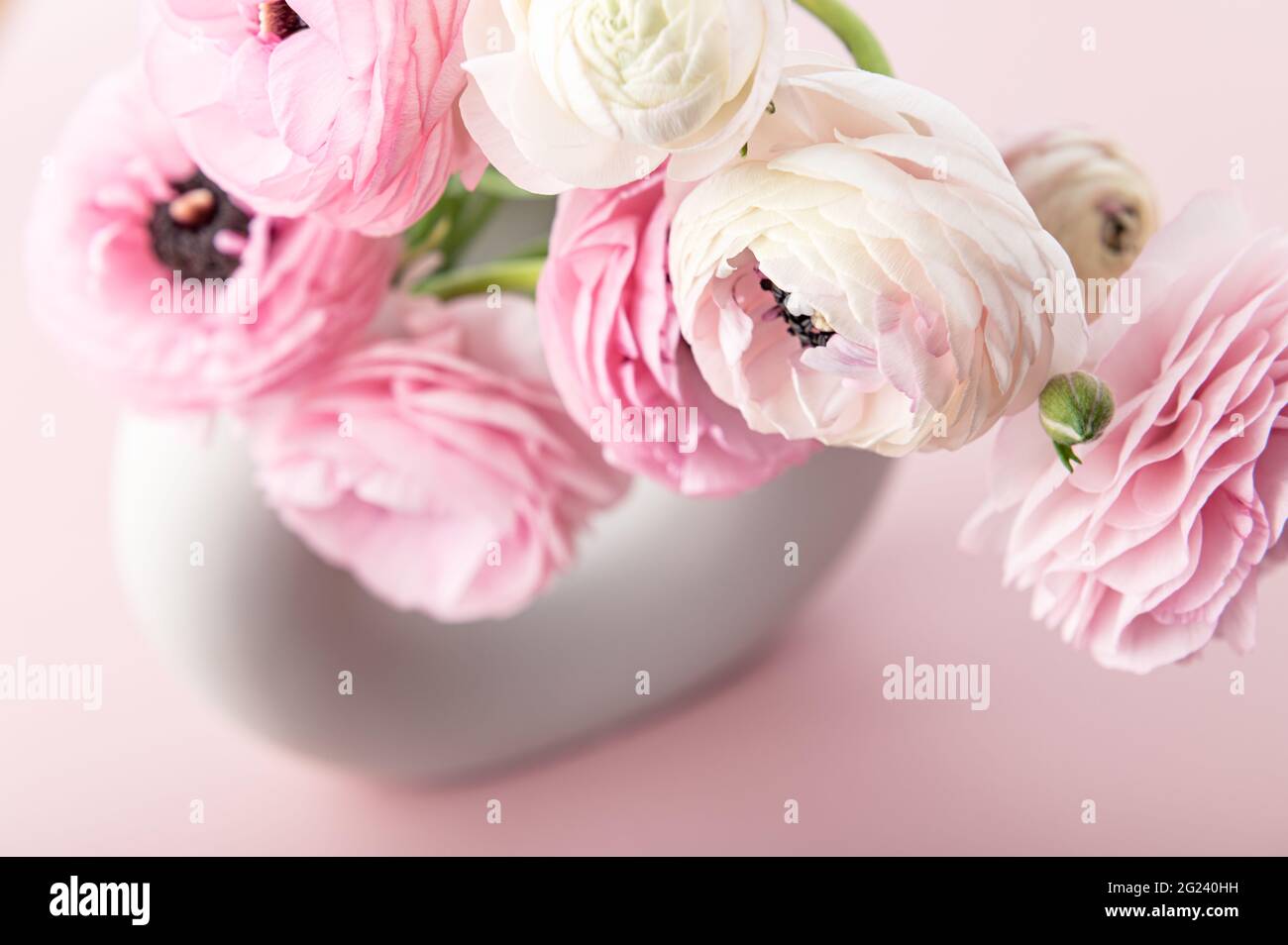 High Res Ranunculus White ranunculus in vase hi-res stock photography and images - Alamy