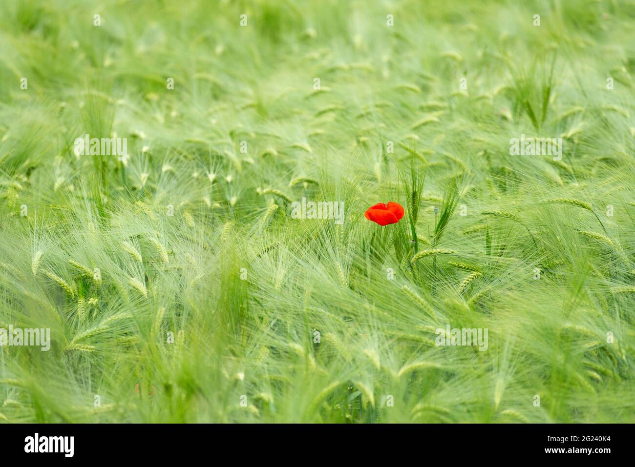 Italy, Lombardy, Countryside near Cremona,  Poppy Flower in The Grain Field Stock Photo