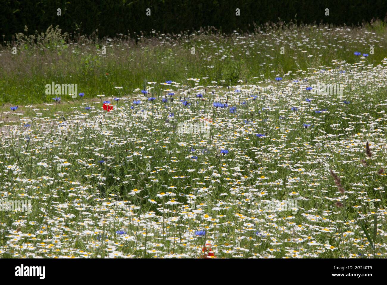Corn flowers hires stock photography and images Alamy