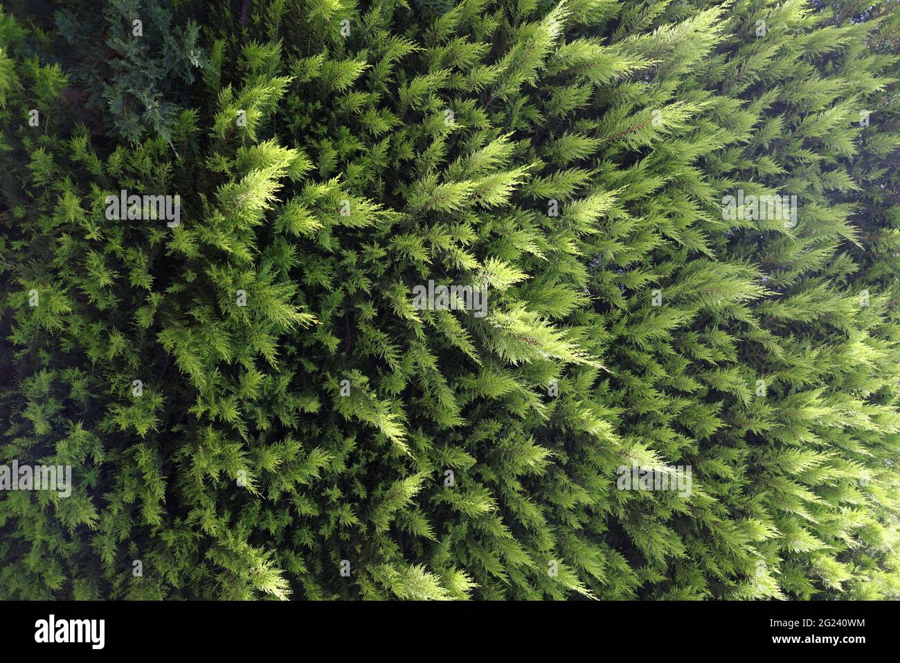 Close-up of evergreen coniferous tree thuja background Stock Photo