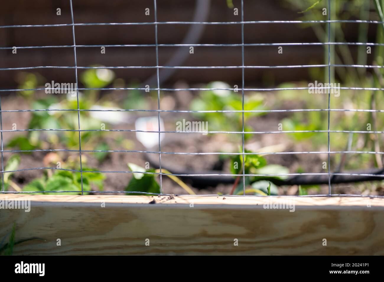 Focus on wire fencing around garden to keep out rabbits. Strawberries