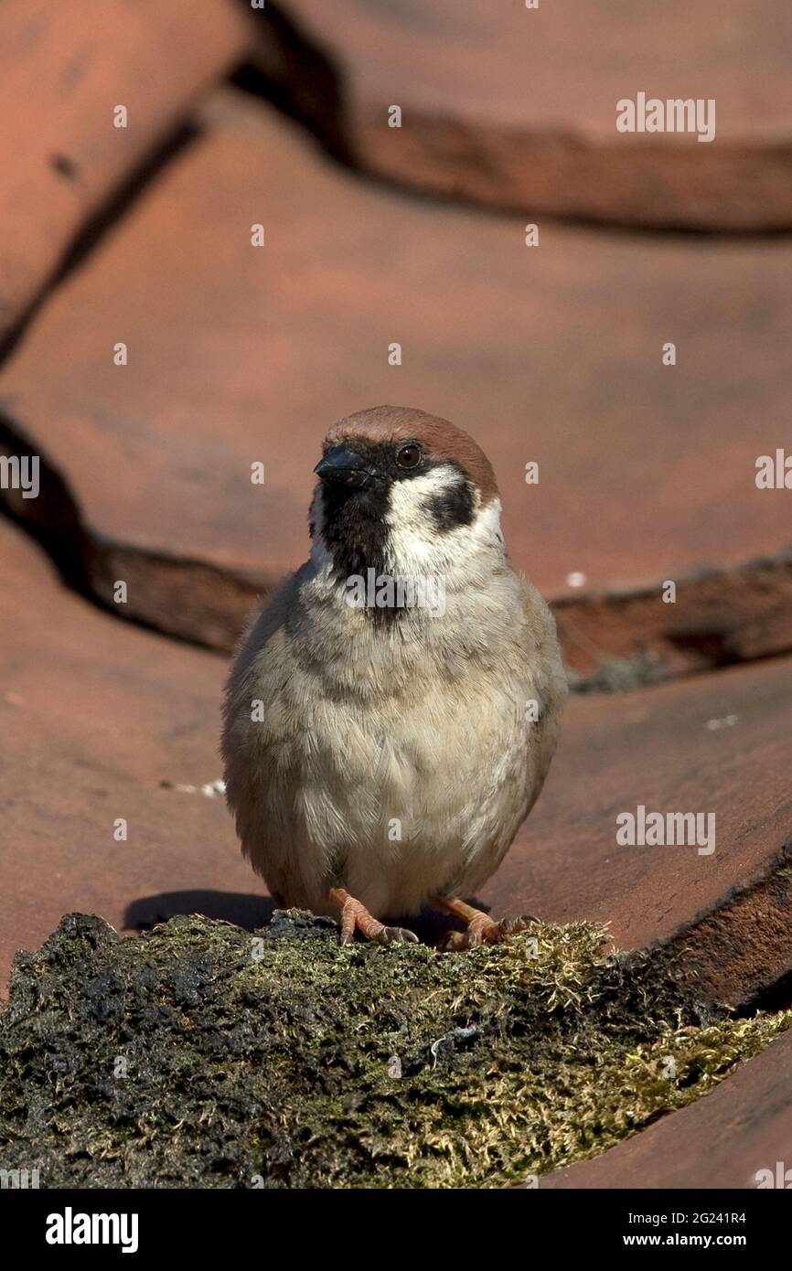 Tree Sparrow (Passer montanus) Stock Photo