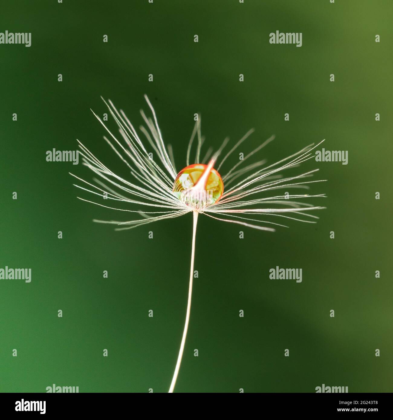 water droplet on dandelion clock Stock Photo