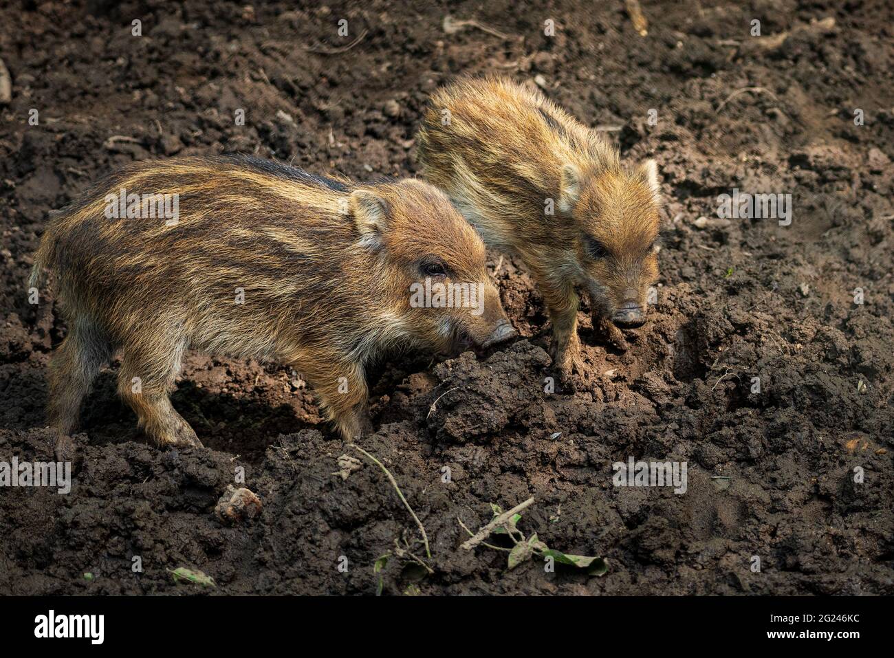 Wild boars in the natural forest Stock Photo