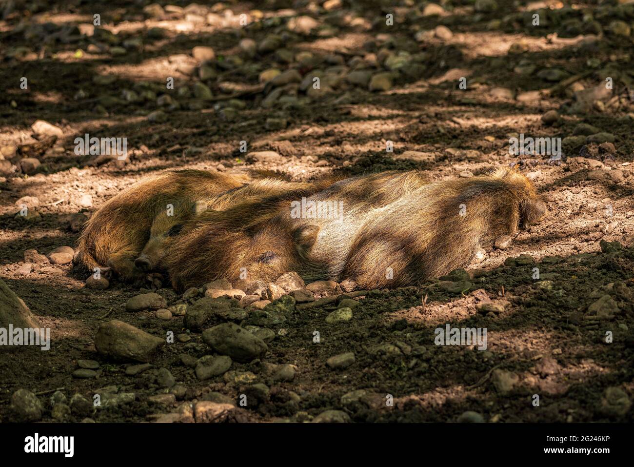 Wild boars in the natural forest Stock Photo