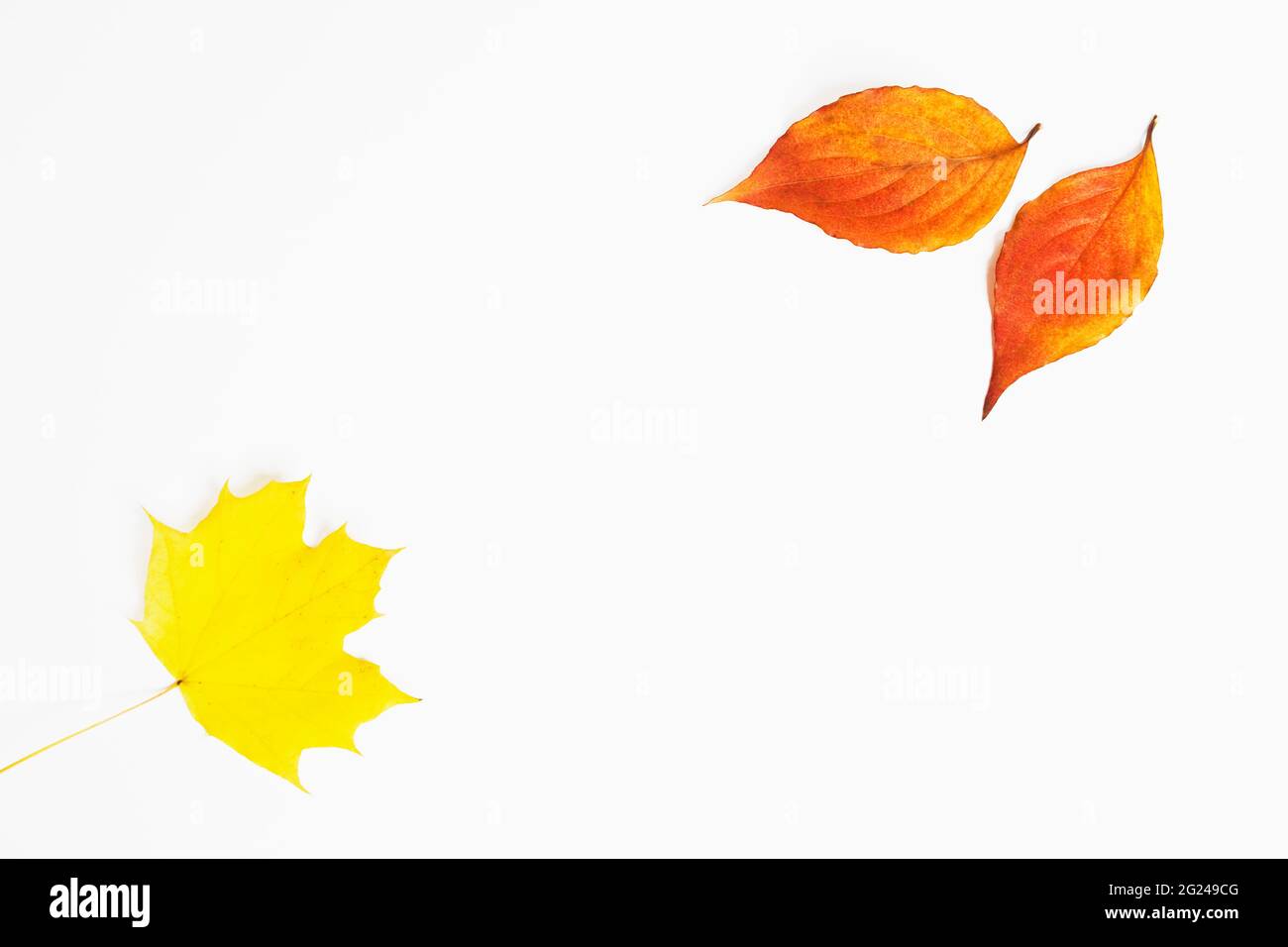 Sugar Maple and Dogwood Autumn leaves on white background Stock Photo