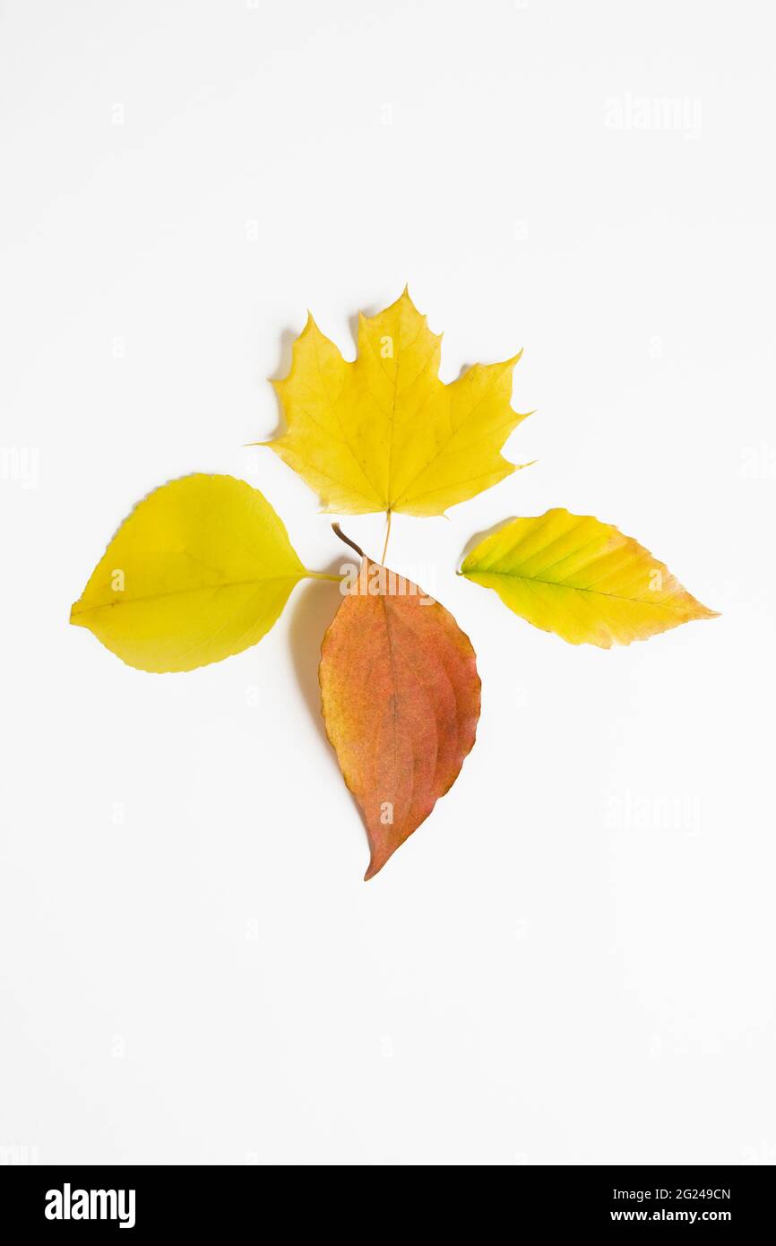 Assorted Autumn leaves on white background Stock Photo