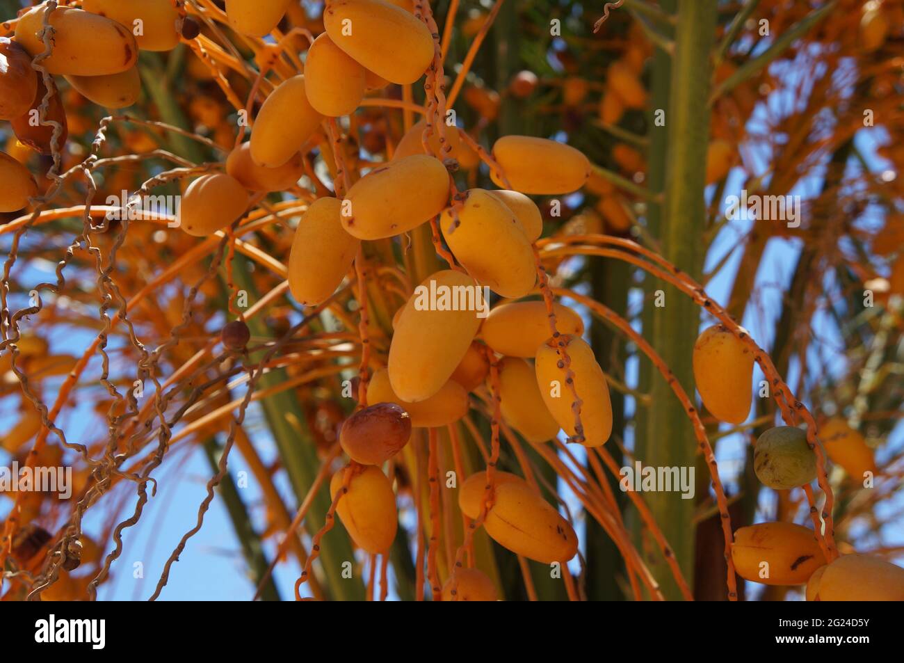 Judean date palm tree, beautiful sunbeams, selective focus on the date Stock Photo