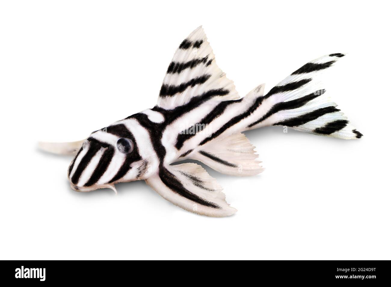 Zebra Pleco L-046 Hypancistrus zebra Plecostomus aquarium fish Stock Photo