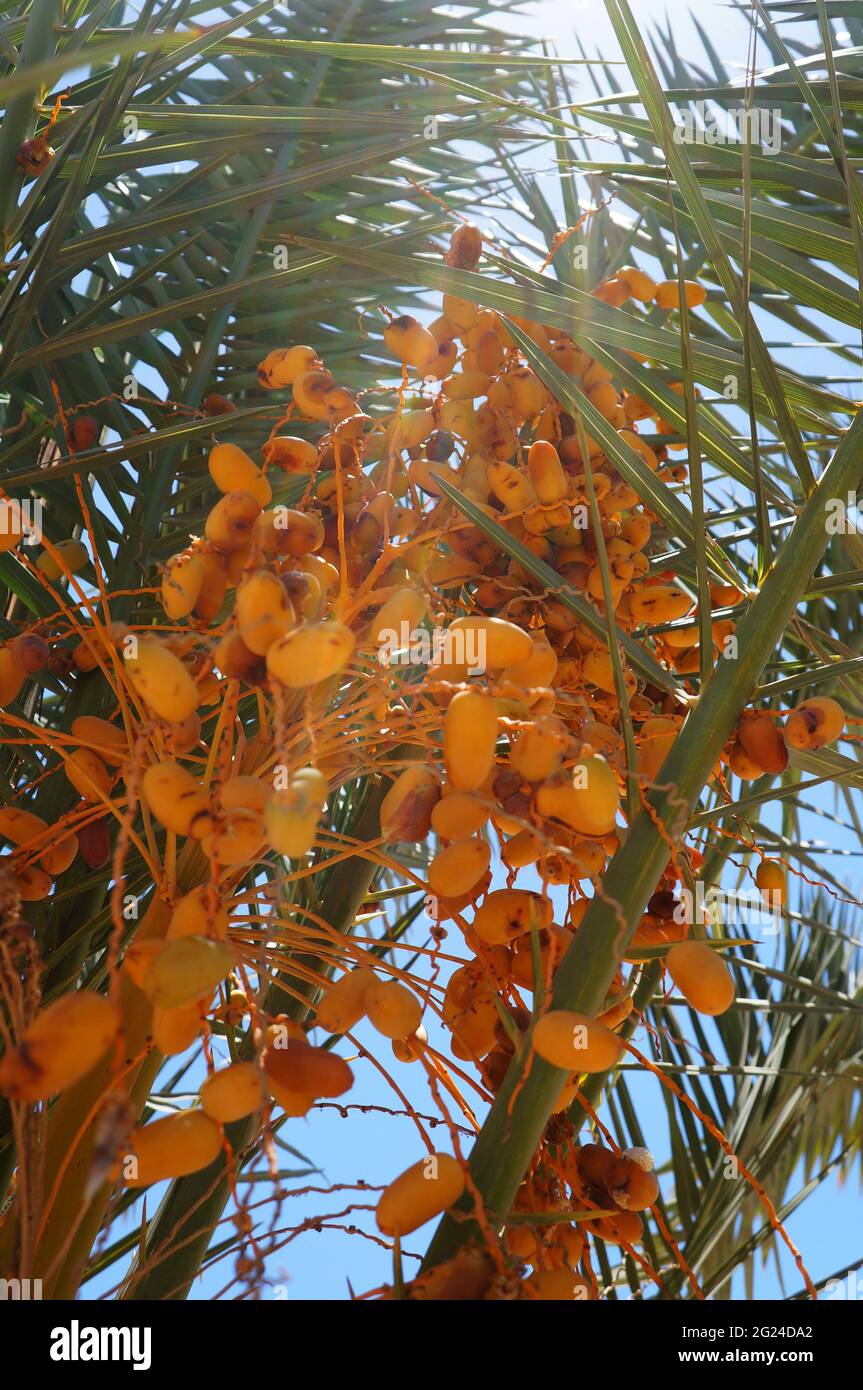 Judean date palm tree, beautiful sunbeams, selective focus on the date Stock Photo