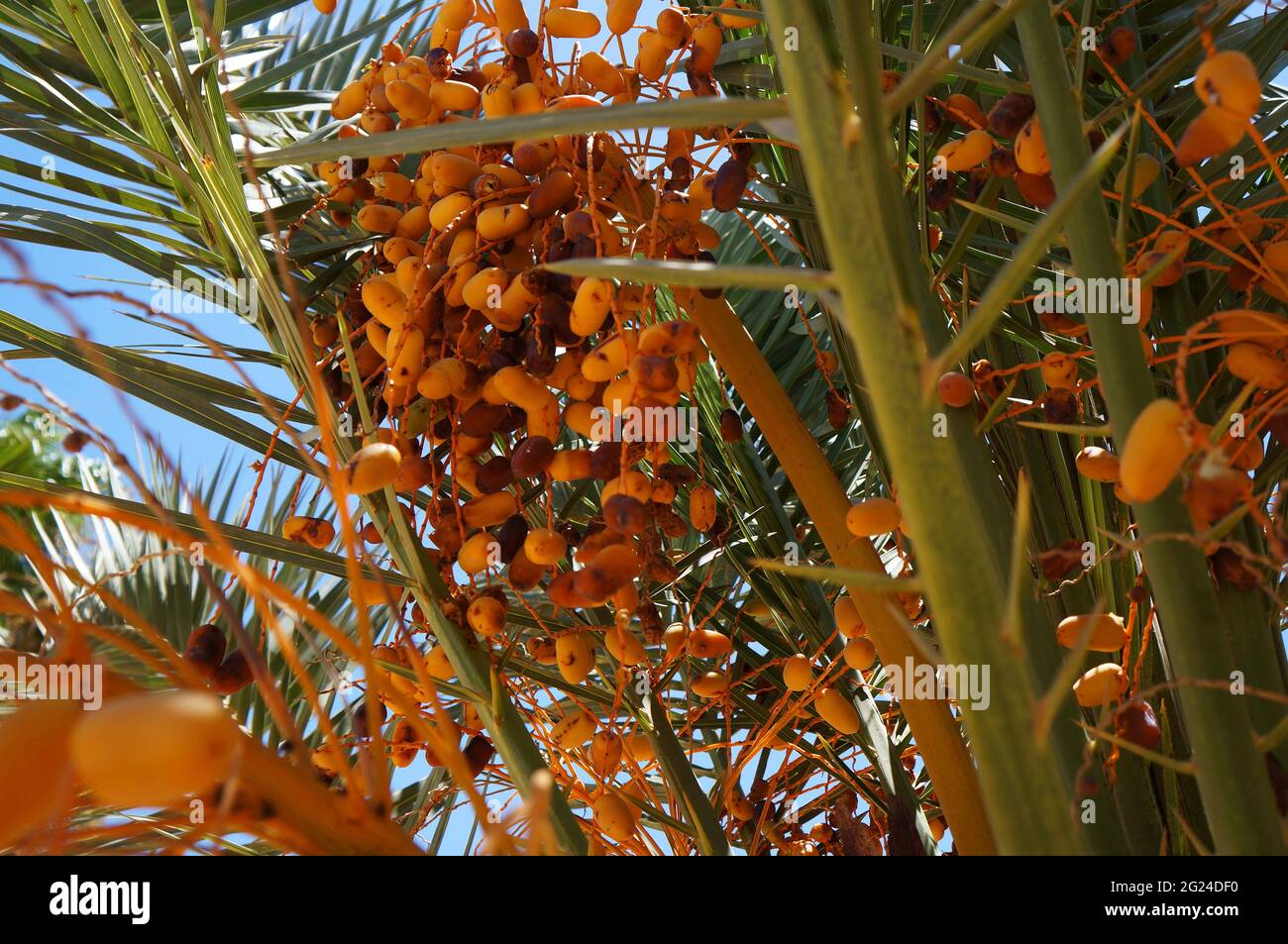 Judean date palm tree, beautiful sunbeams, selective focus on the date Stock Photo