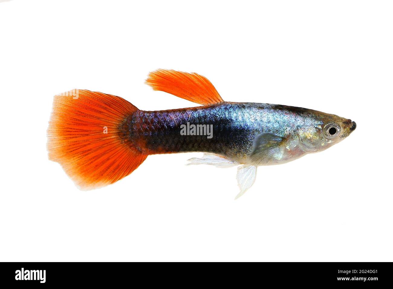 Guppy Poecilia reticulata colorful rainbow tropical aquarium fish Stock Photo