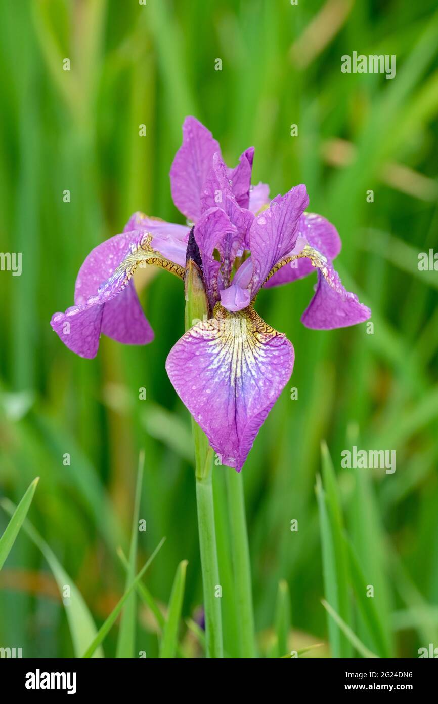 Single pinkish-purple flower with heavy veining. Iris 'Sparkling Rose'  Siberian iris 'Sparkling Rose' Stock Photo