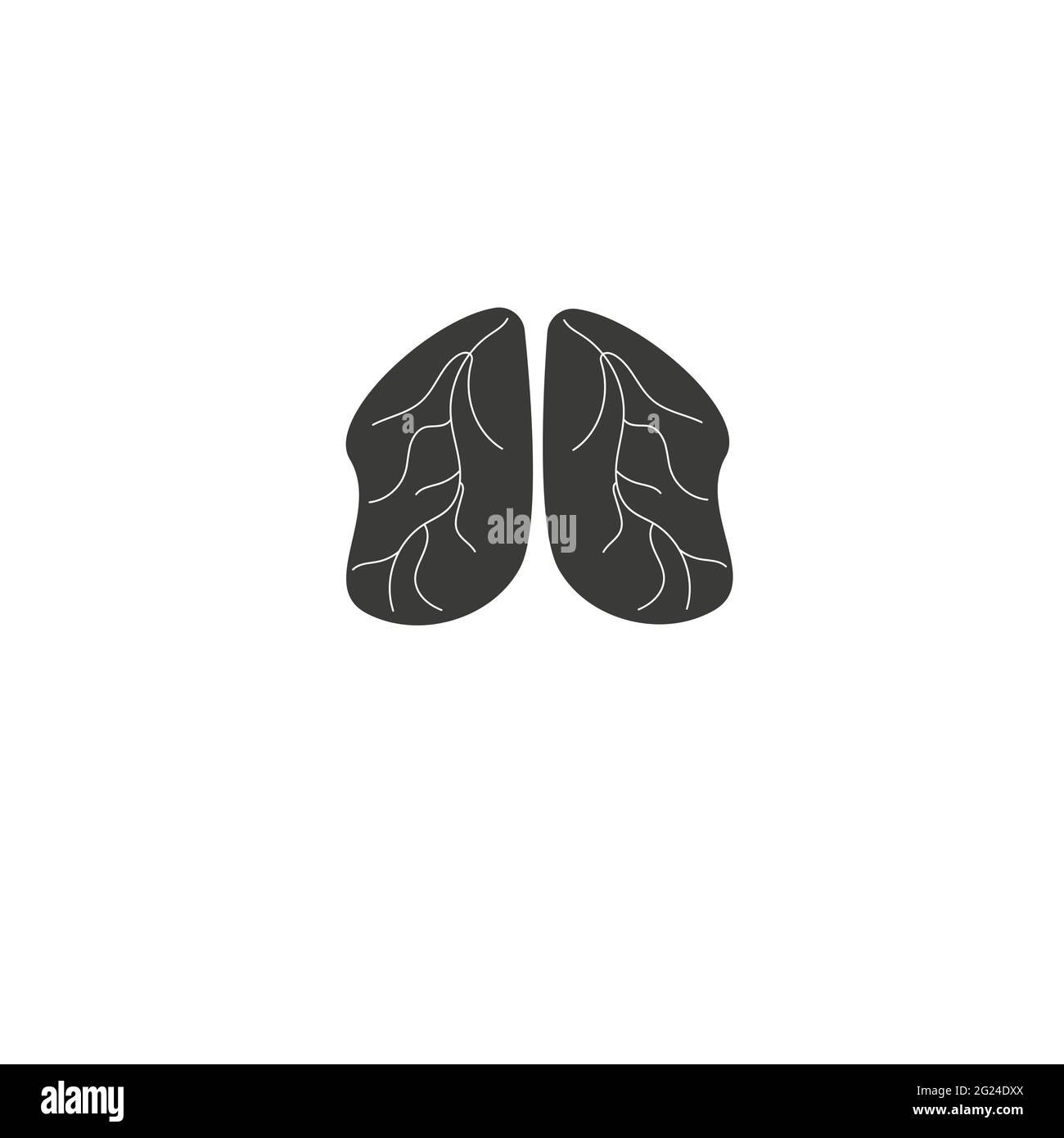 Human lungs anatomy vector icon illustration isolated on white ...