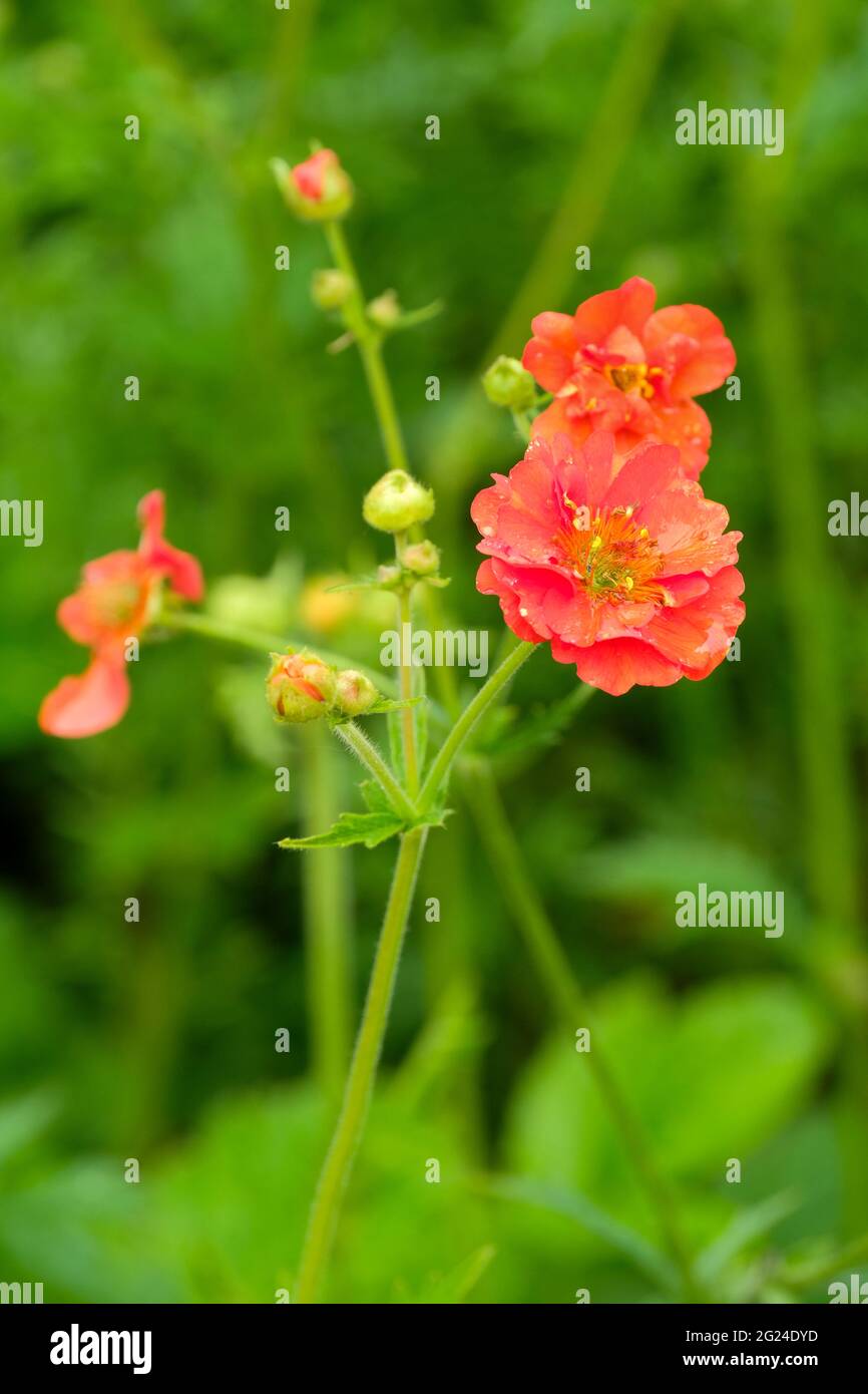 Geum 'Mrs J. Bradshaw'. Geum chiloense 'Mrs Bradshaw' . Avens 'Mrs J. Bradshaw'. Semi-double scarlet flowers Stock Photo