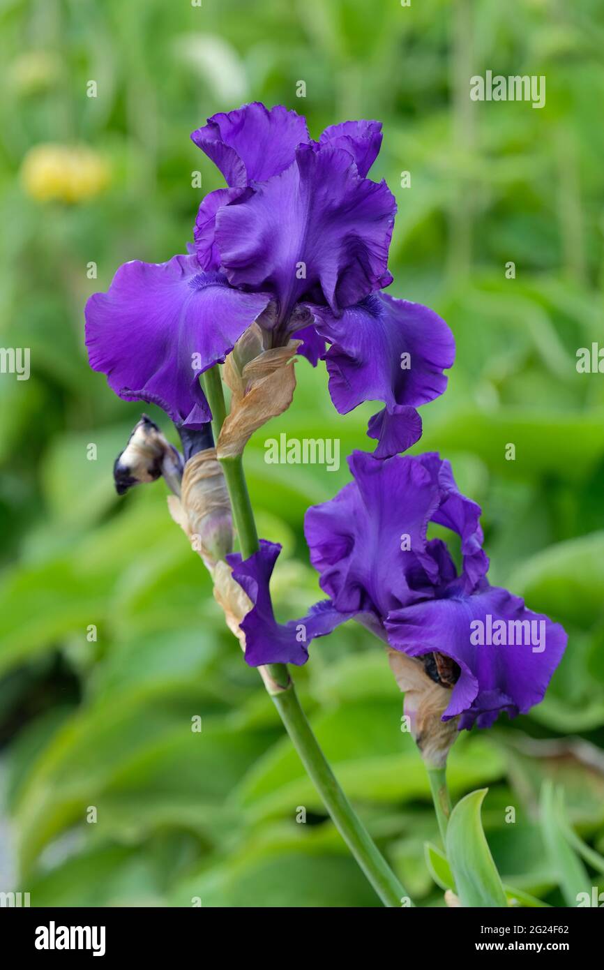 Tall bearded iris 'Titan's Glory'. Iris 'Titan's Glory'. Deep indigo flowers Stock Photo