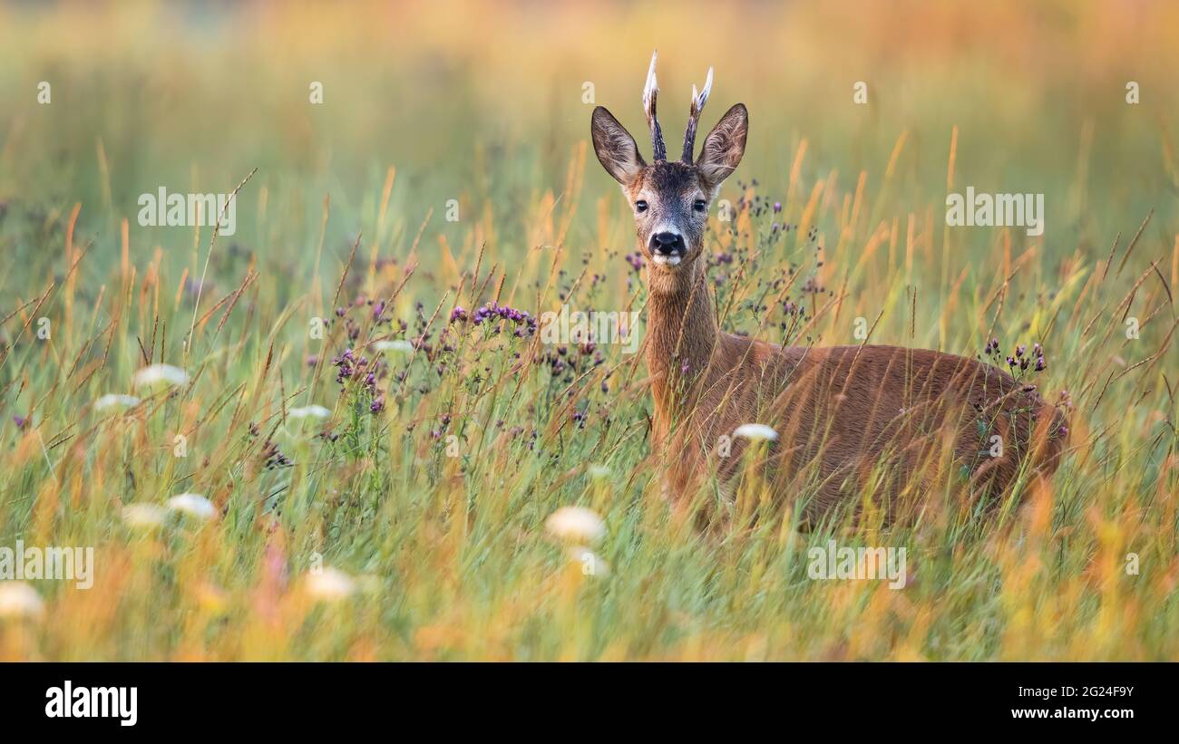 Roe deer buck between blooming flowers on a green meadow in summer nature Stock Photo