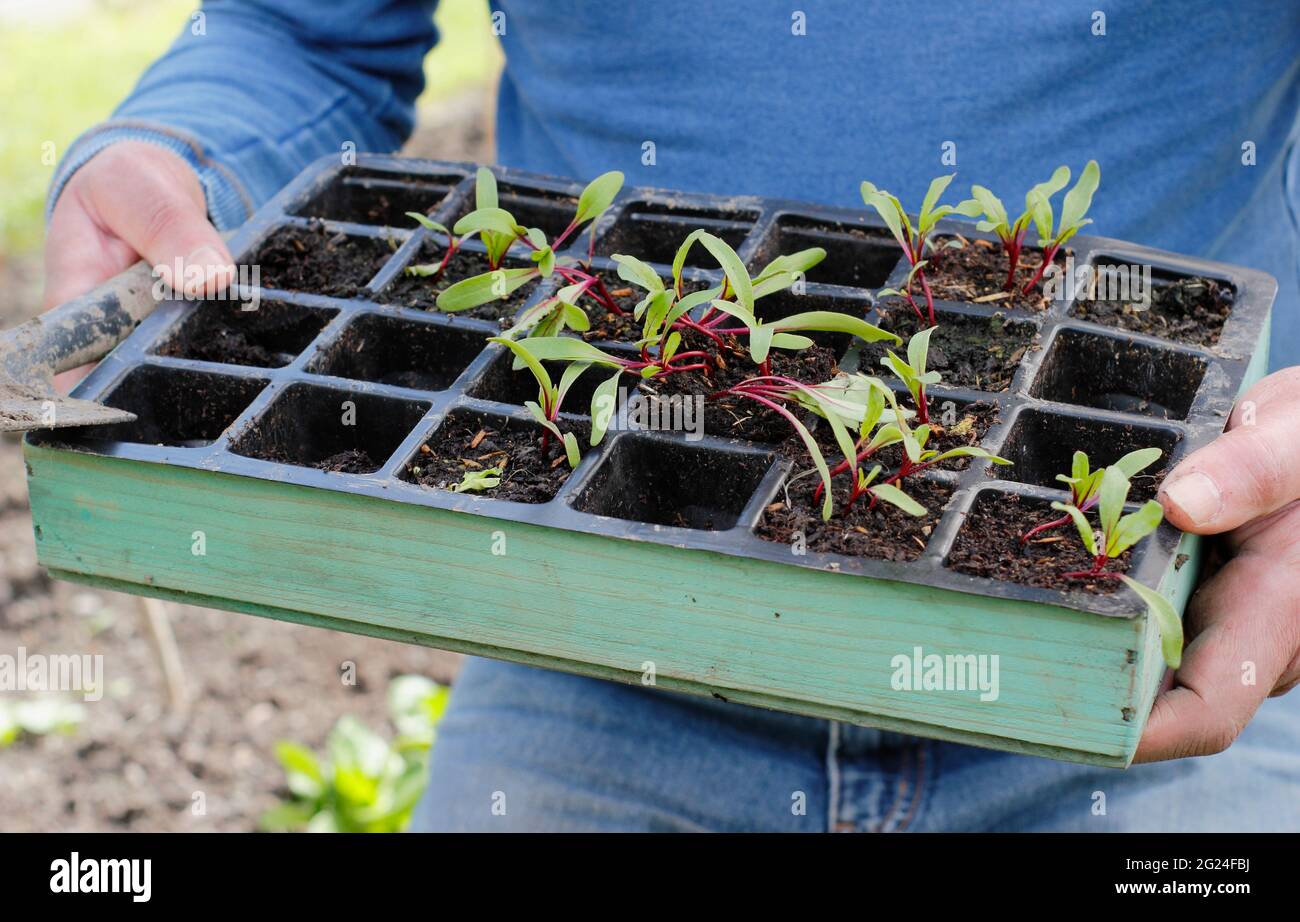 Beetroot seedlings in a tray ready for planting out - Beta vulgaris 'Boltardy'. UK Stock Photo