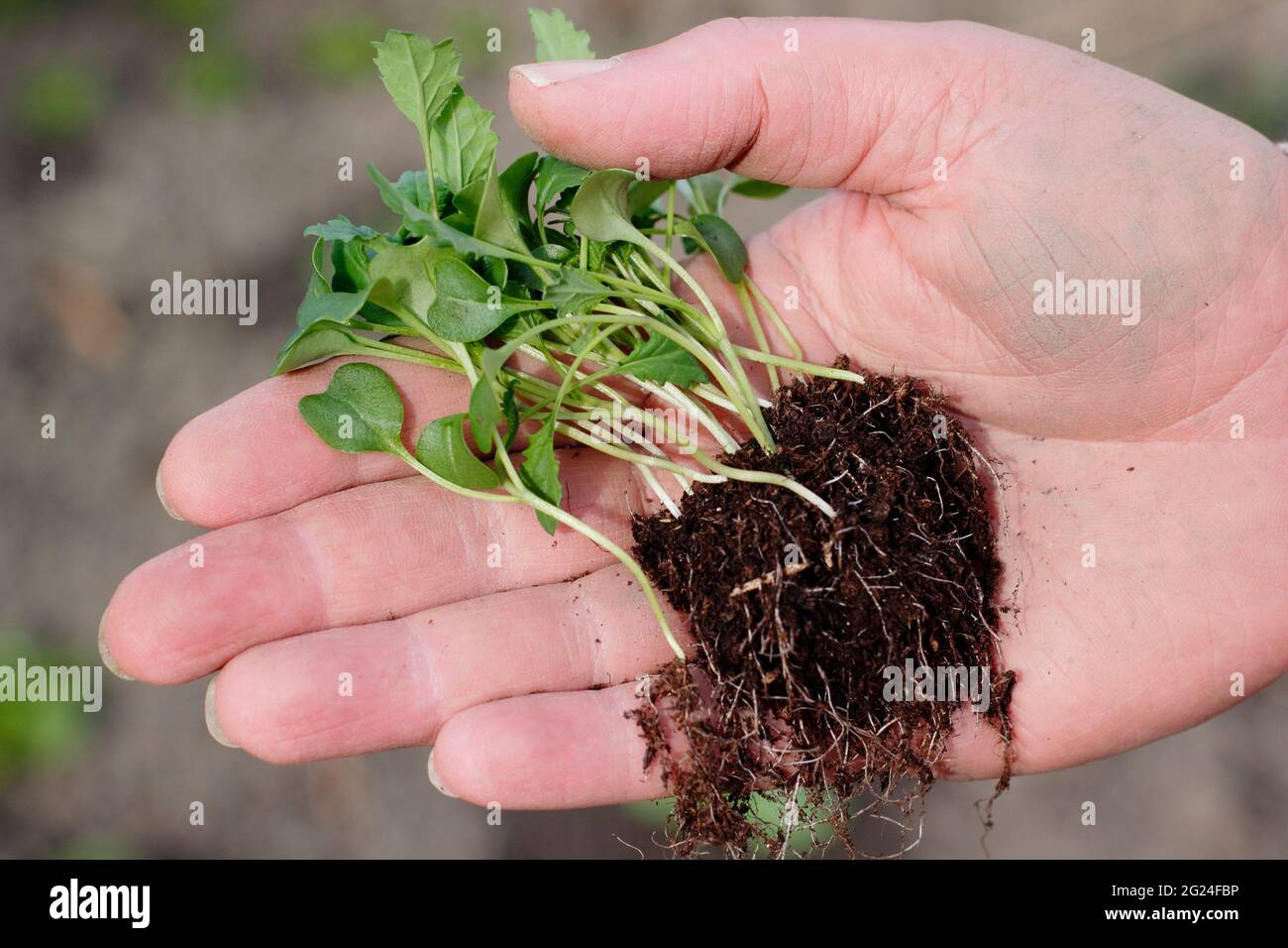 Thinning kale seedlings hires stock photography and images Alamy