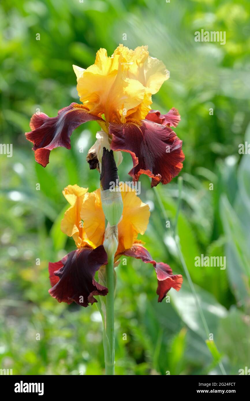 Beared iris 'Supreme Sultan'. Iris germanica 'Supreme Sultan'. Iris germanica. Burgundy coloured petals alternating yellow standards Stock Photo