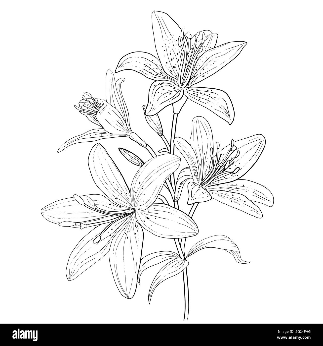 Outline linear art of blooming lily. Hand drawn lilies flower isolated Vector illustration. Stock Vector