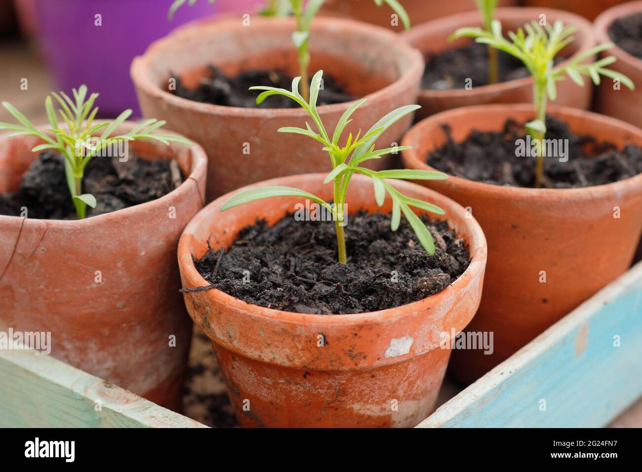Planting cosmos hi-res stock photography and images - Alamy
