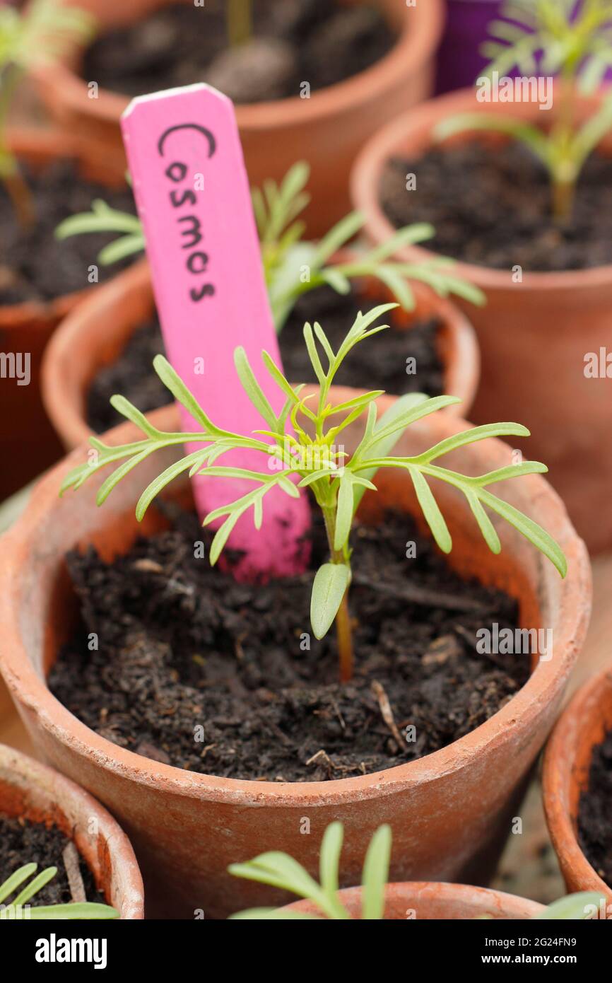 Cosmos bipinnatus. Cosmos seedlings potted up into clay pots to mature  before planting out. UK Stock Photo - Alamy