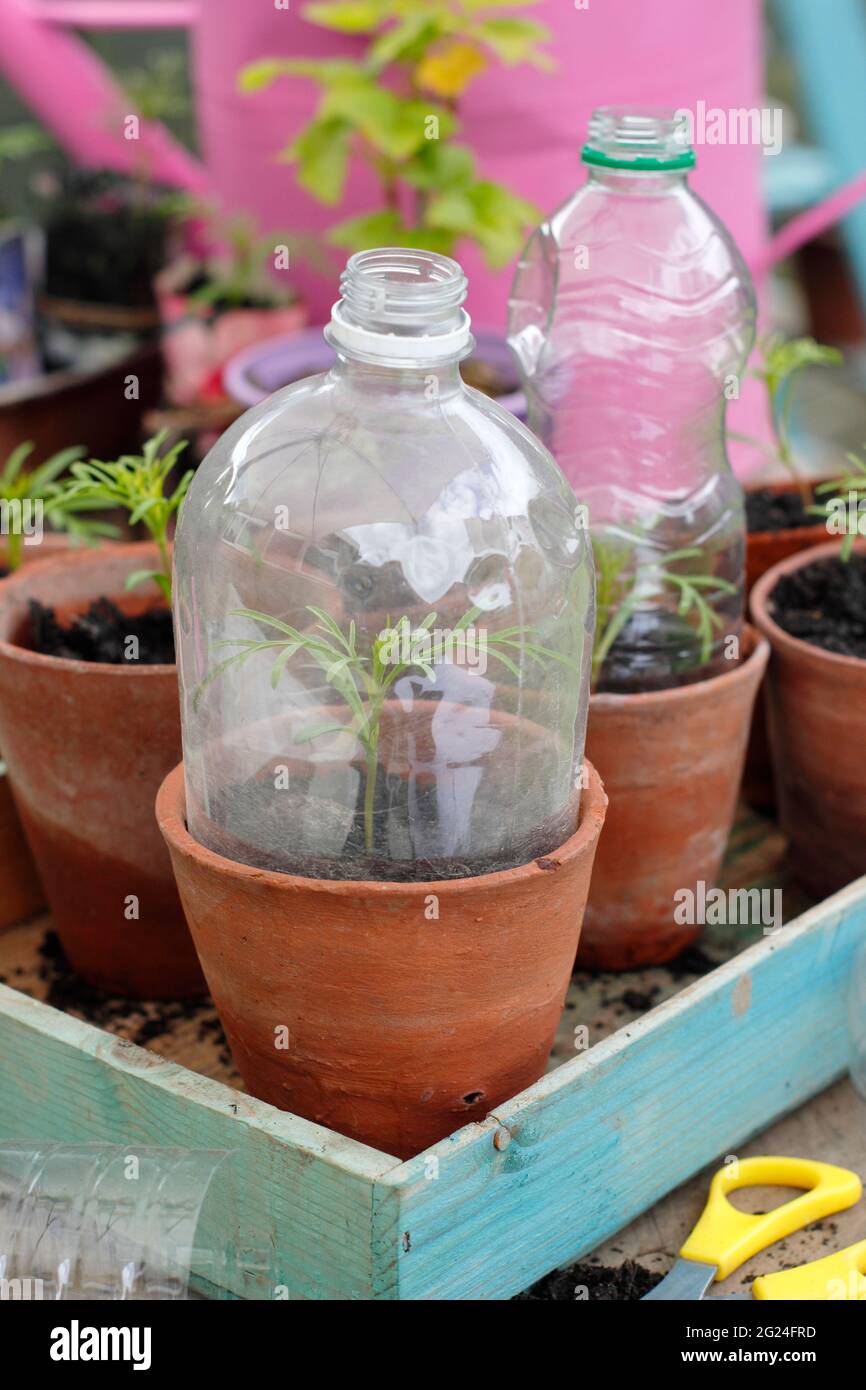 Plastic bottle cloche. Seedlings protected by a recycled plastic bottles cut down to serve as a cloche while allowing ventilation. UK Stock Photo